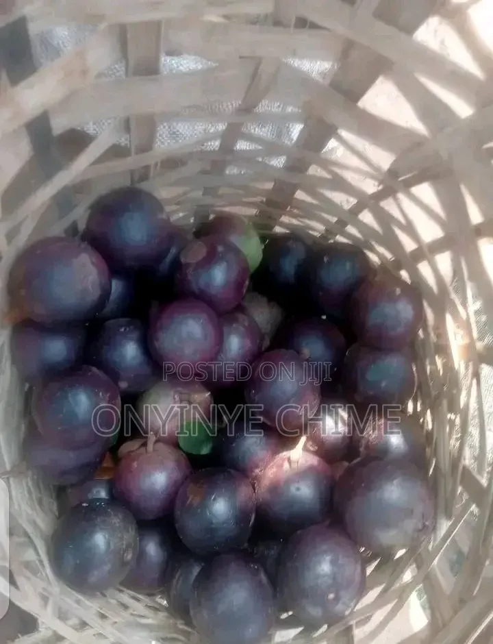 Purple Star Apple Seedlings