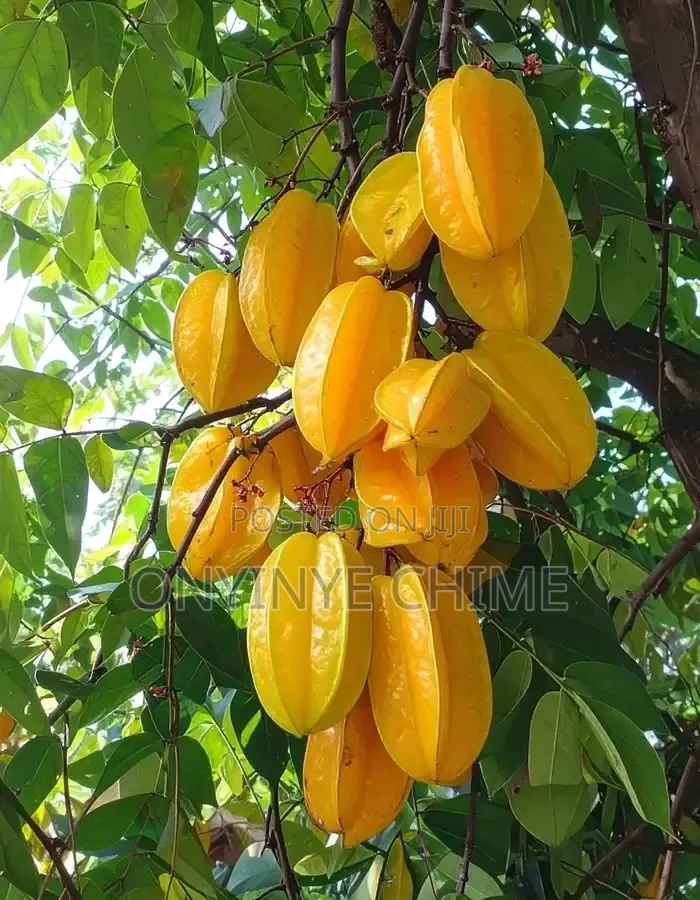 Star Fruit Seedlings