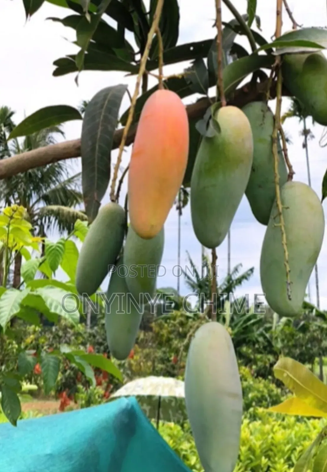 Banana Mango Seedlings