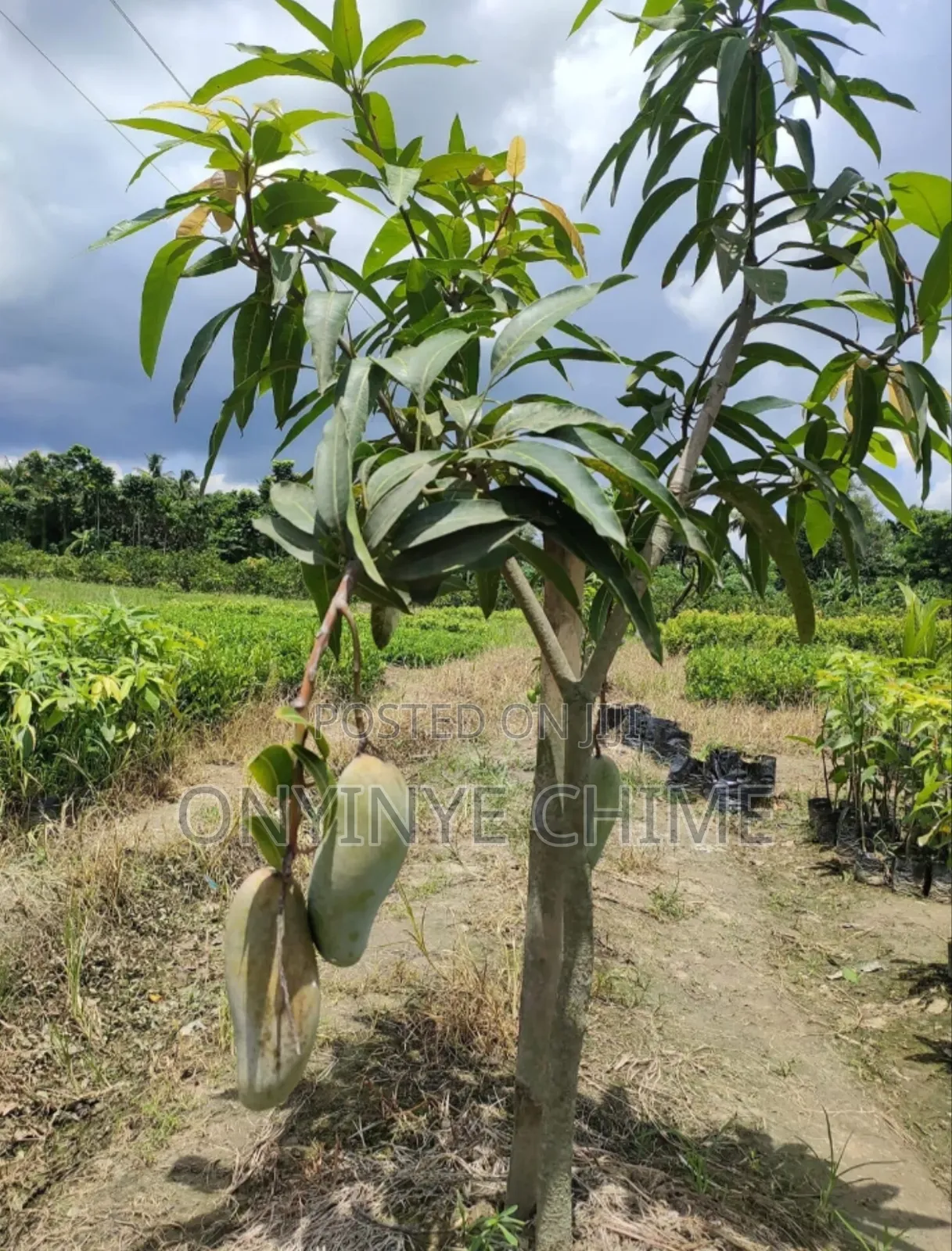 Banana Mango Seedlings