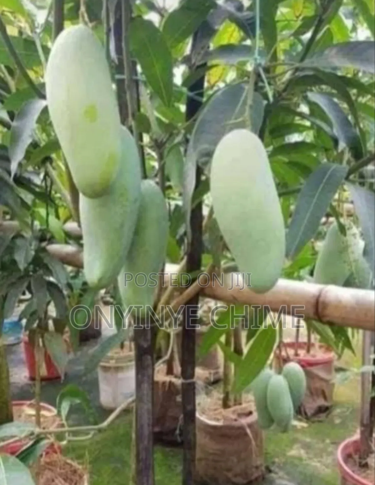 Banana Mango Seedlings