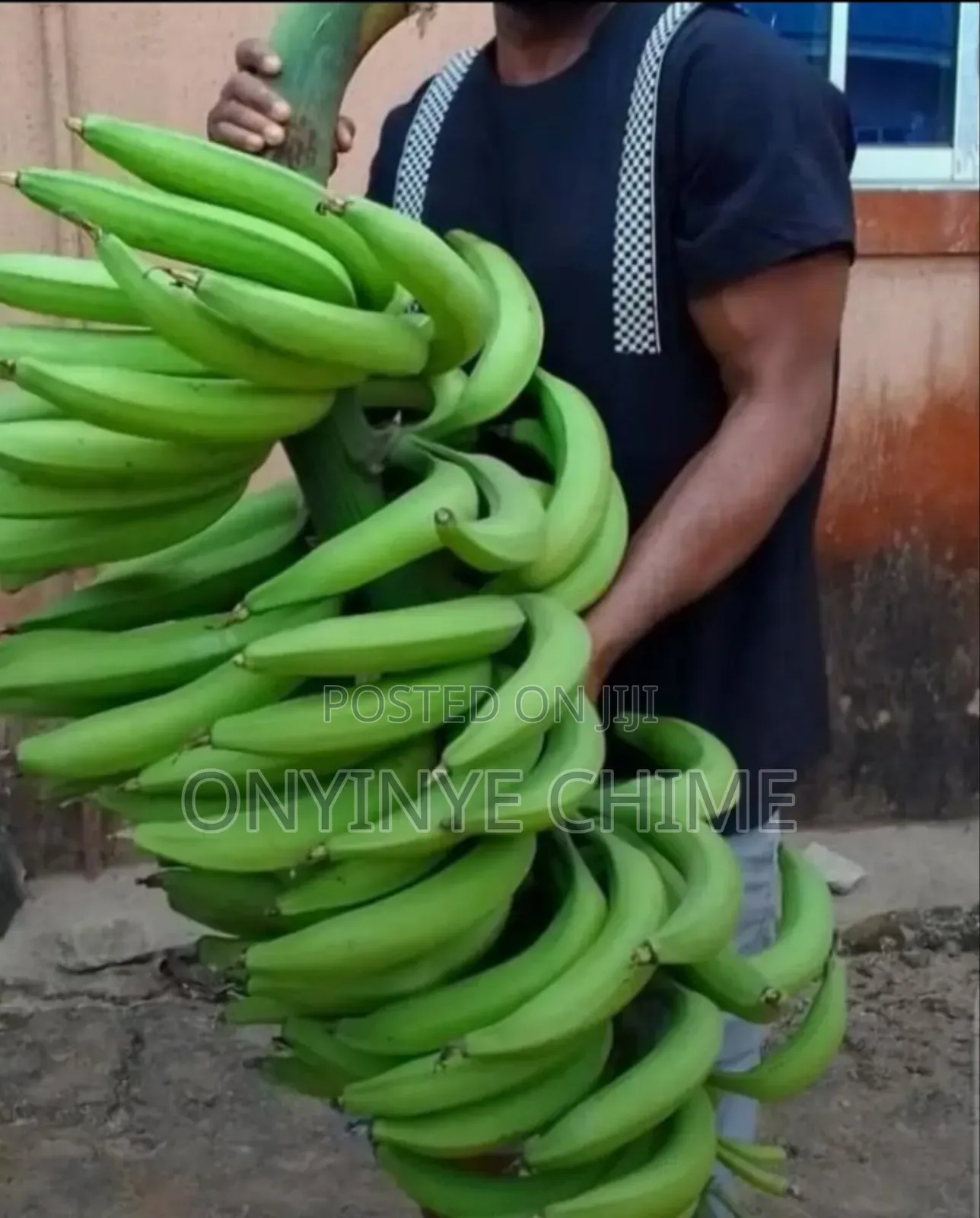90-Finger Plantain