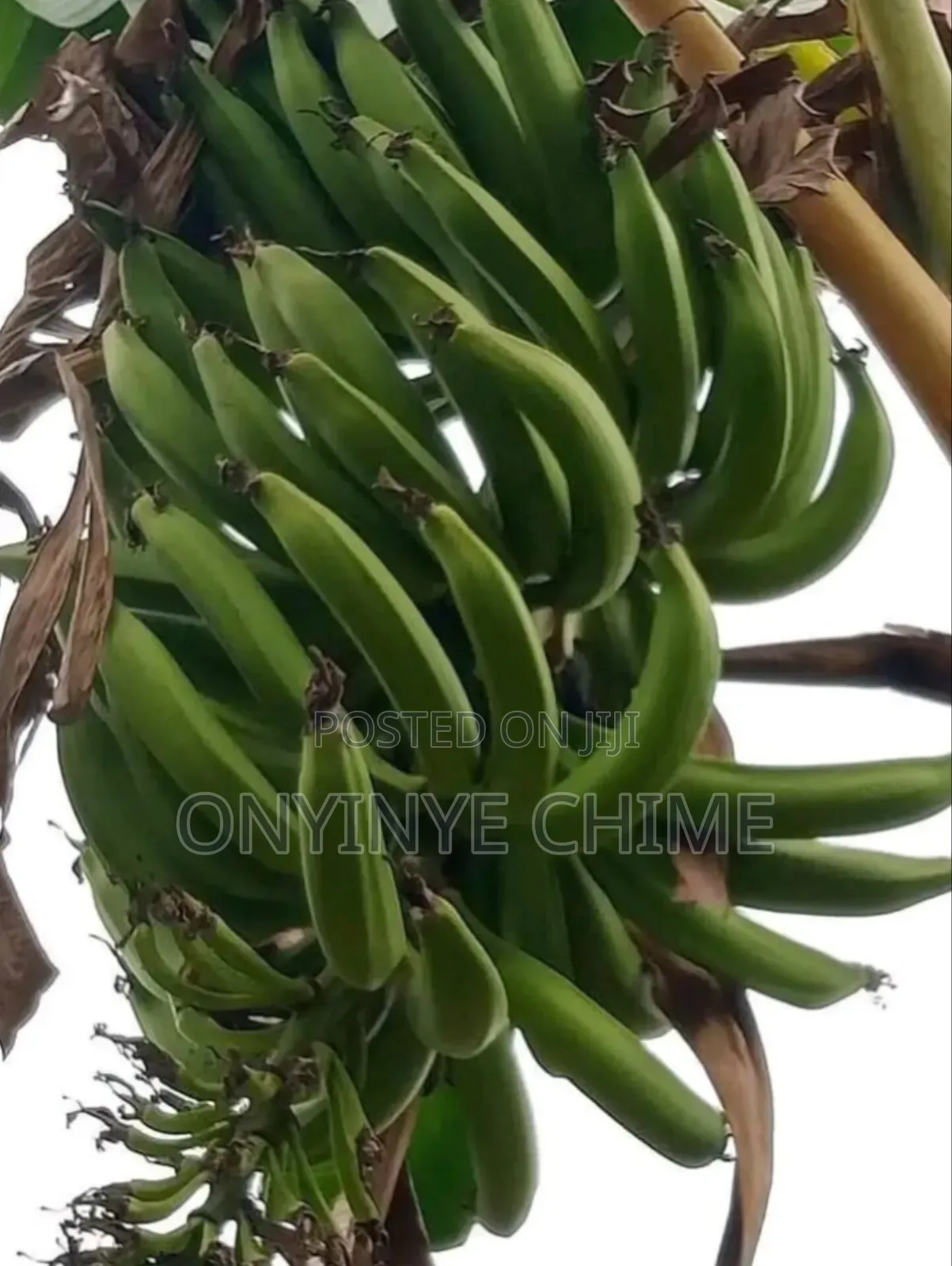 90-Finger Plantain
