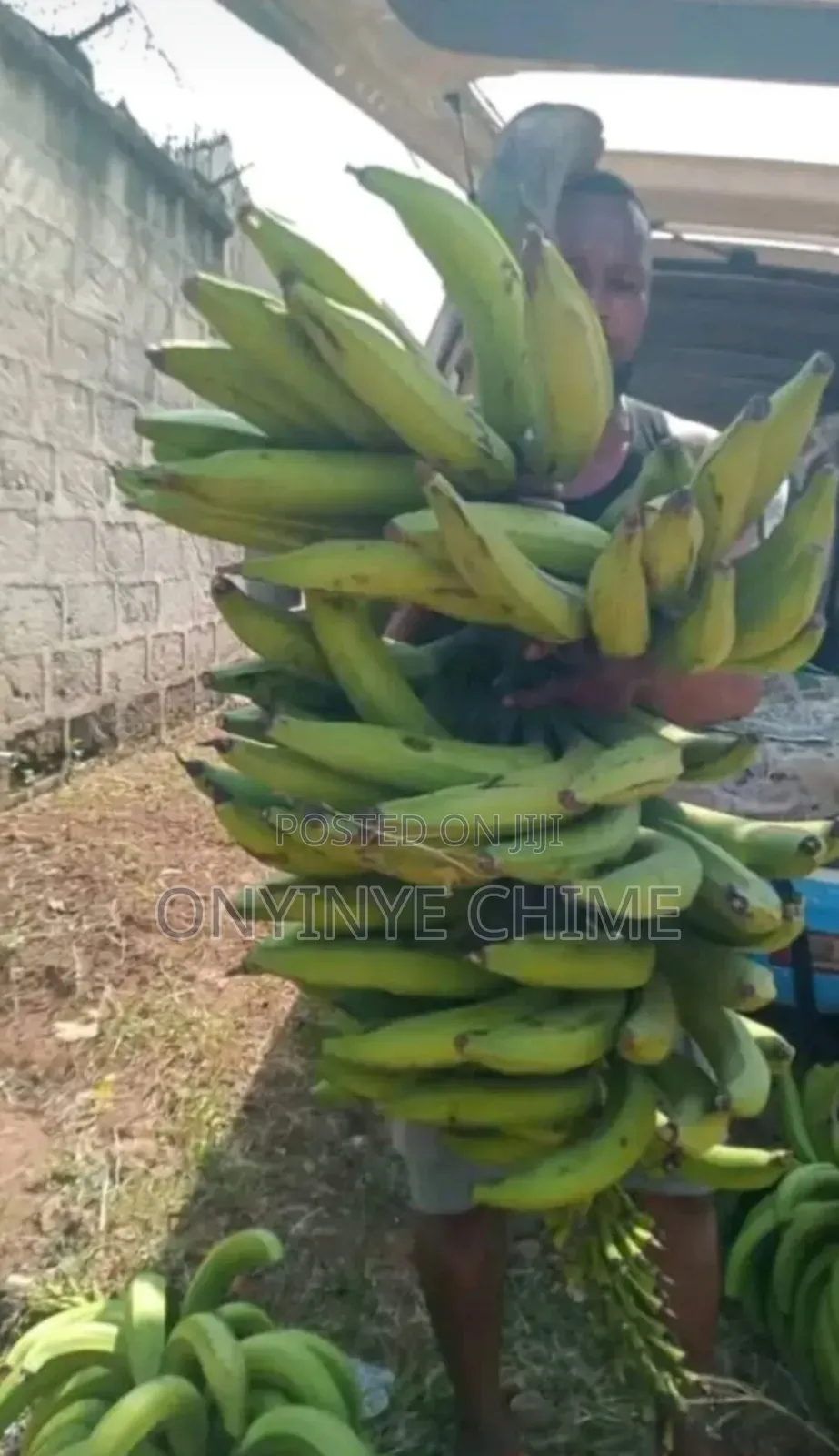 90-Finger Plantain