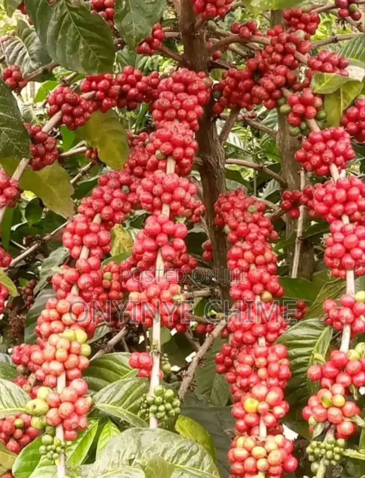 Coffee Seedlings