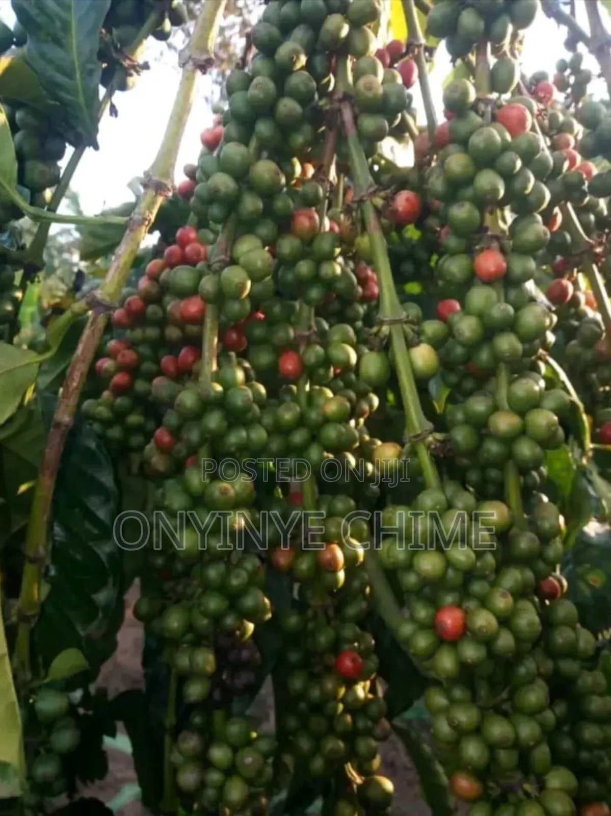Coffee Seedlings
