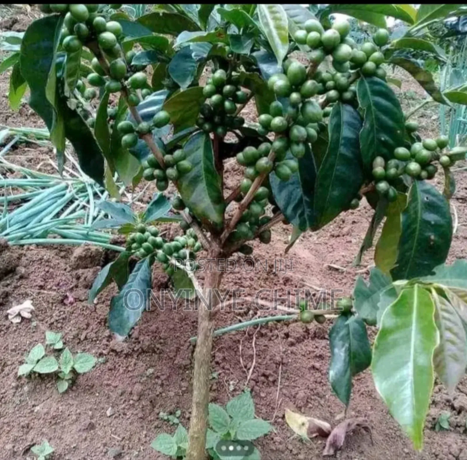Coffee Seedlings