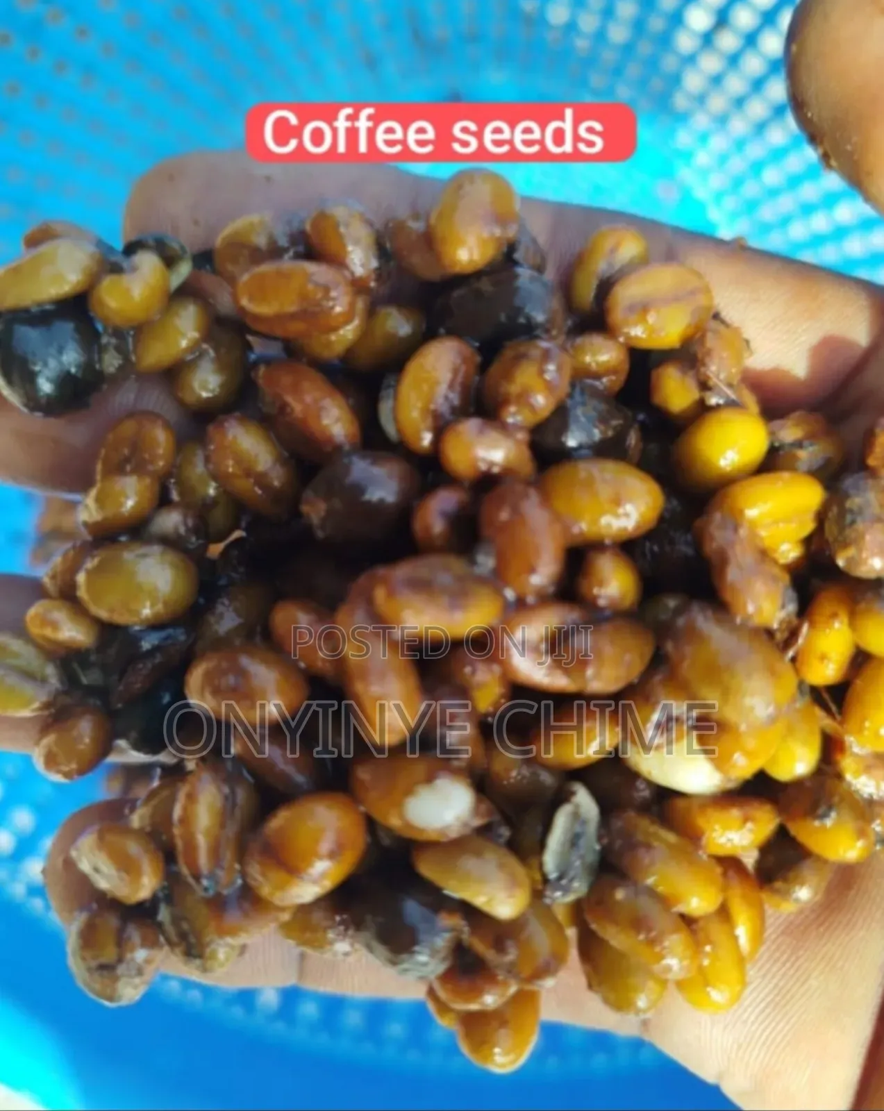 Coffee Seedlings