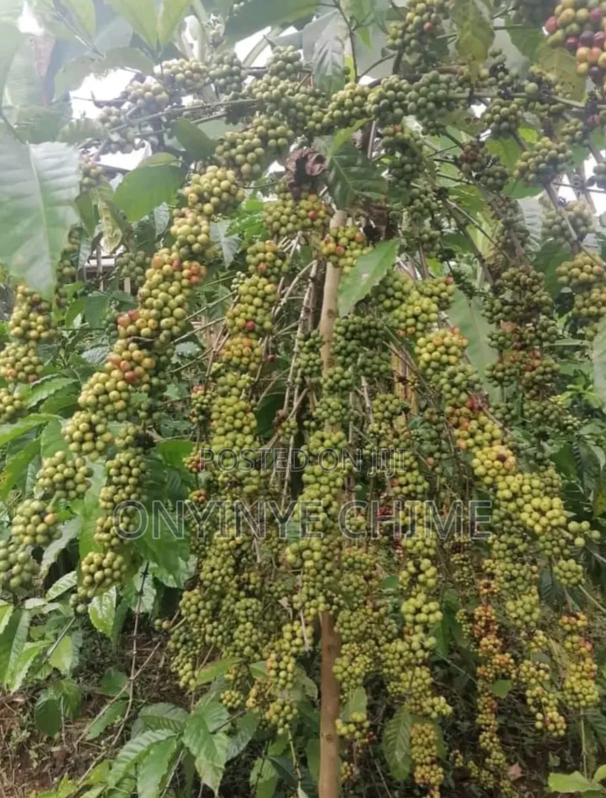 Coffee Seedlings