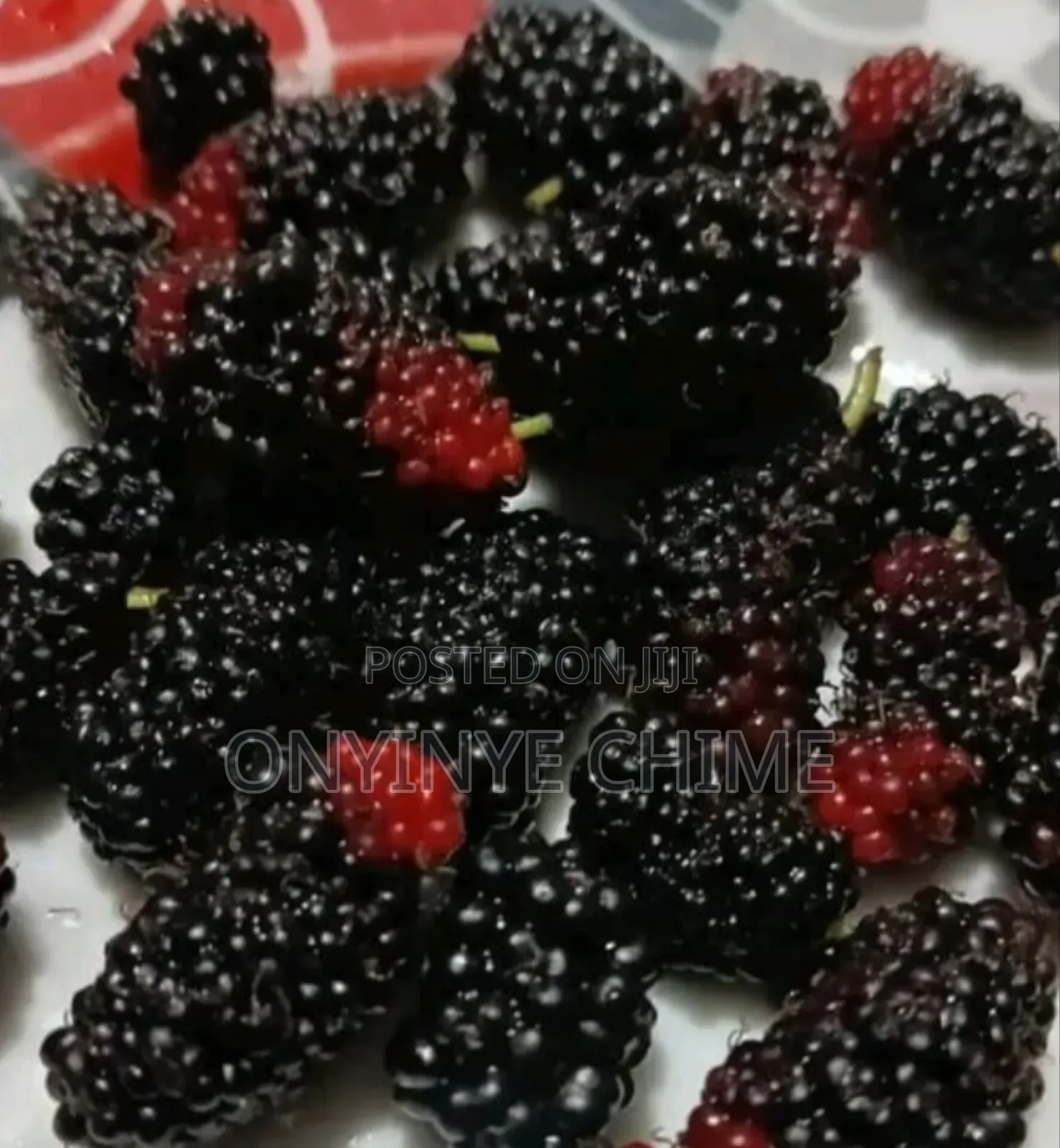 Mulberry Seedlings