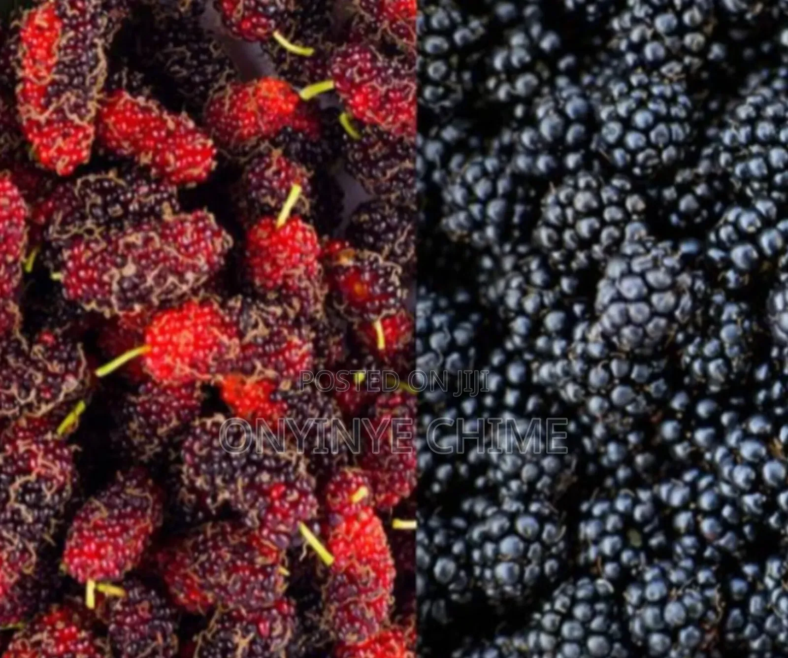 Mulberry Seedlings