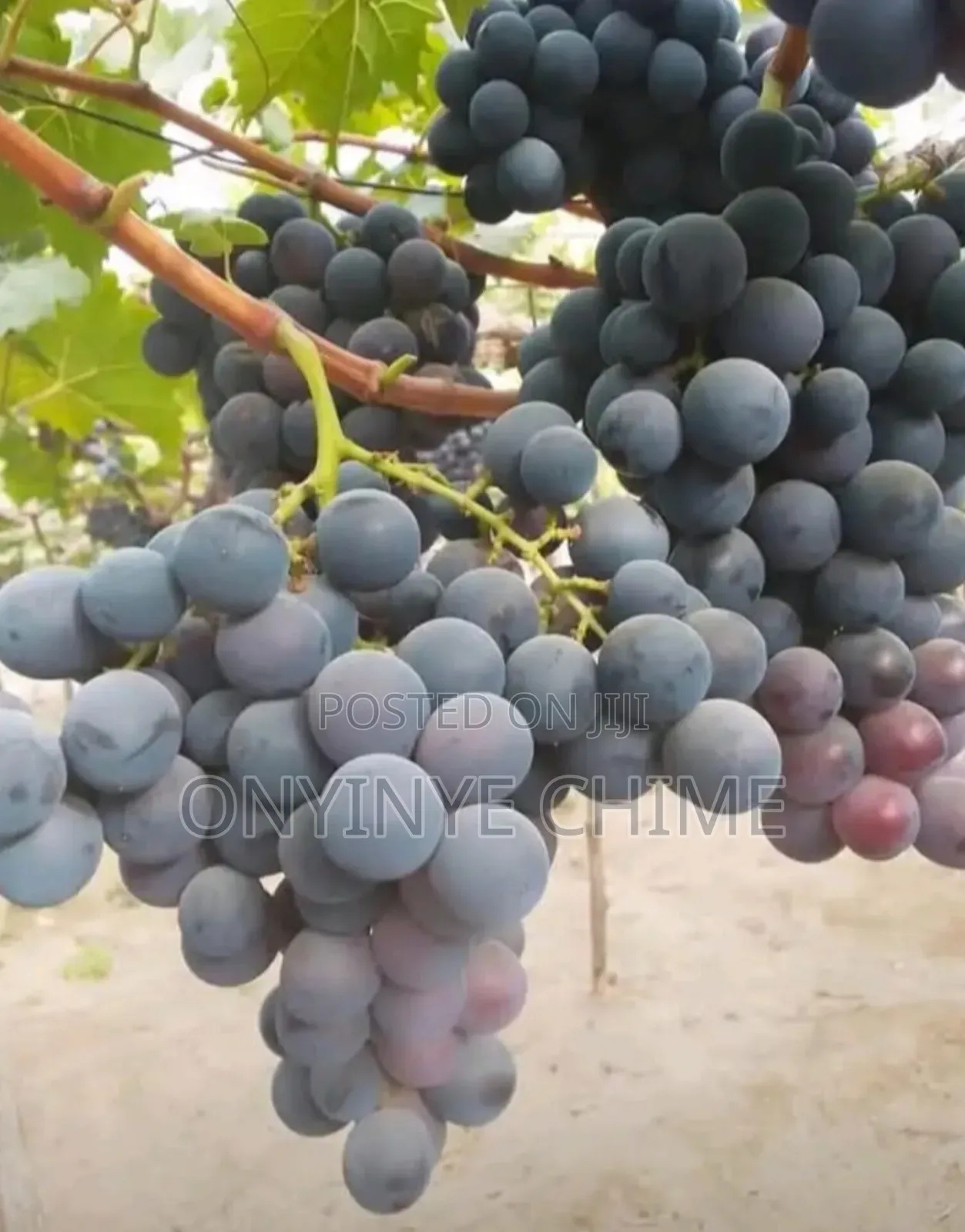 Grapes Seedlings