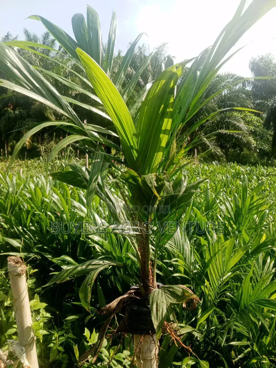 Invest Our Malaysia Supergene Seedlings and Harvest Millions