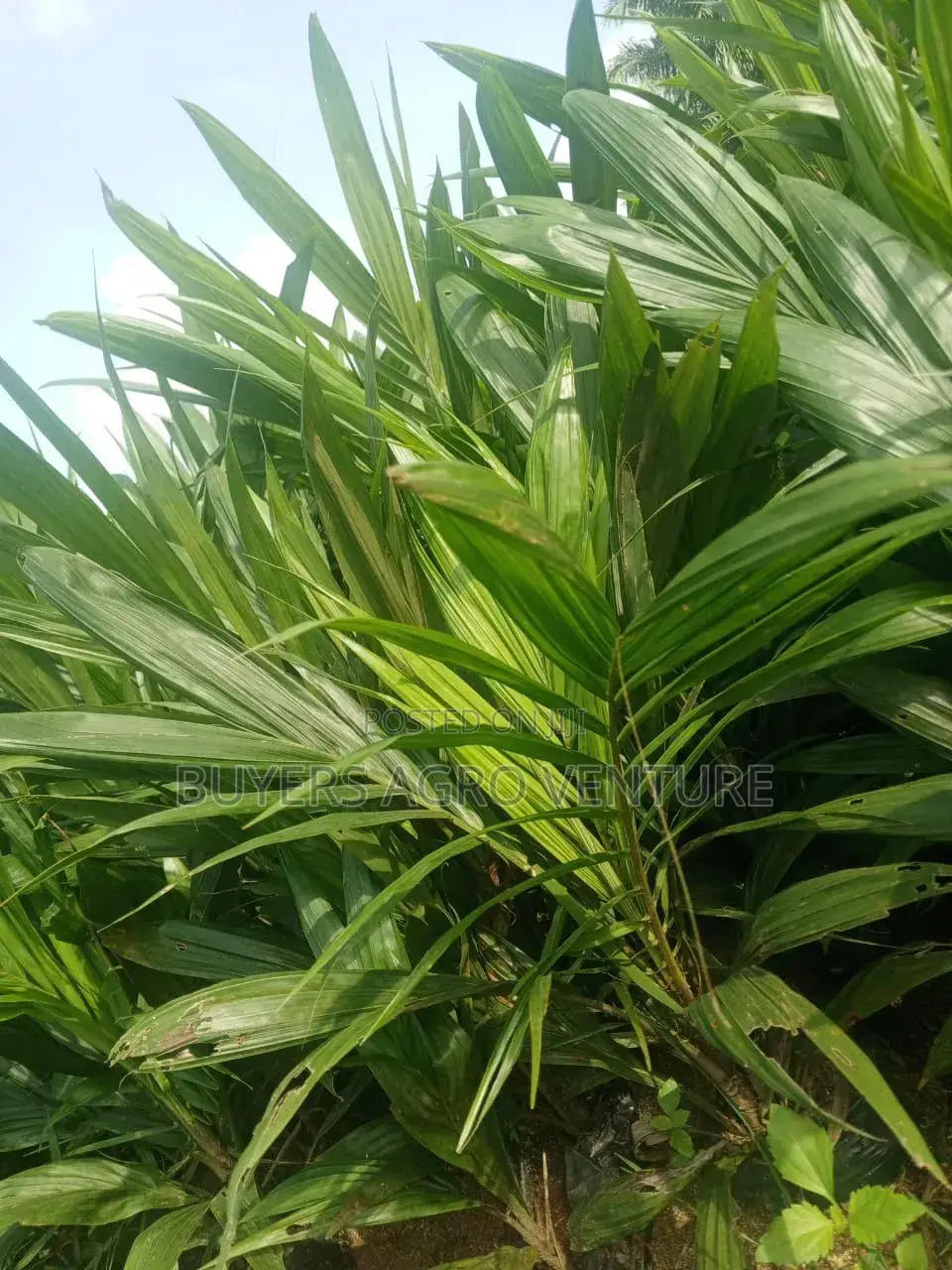 Invest Our Malaysia Supergene Seedlings and Harvest Millions