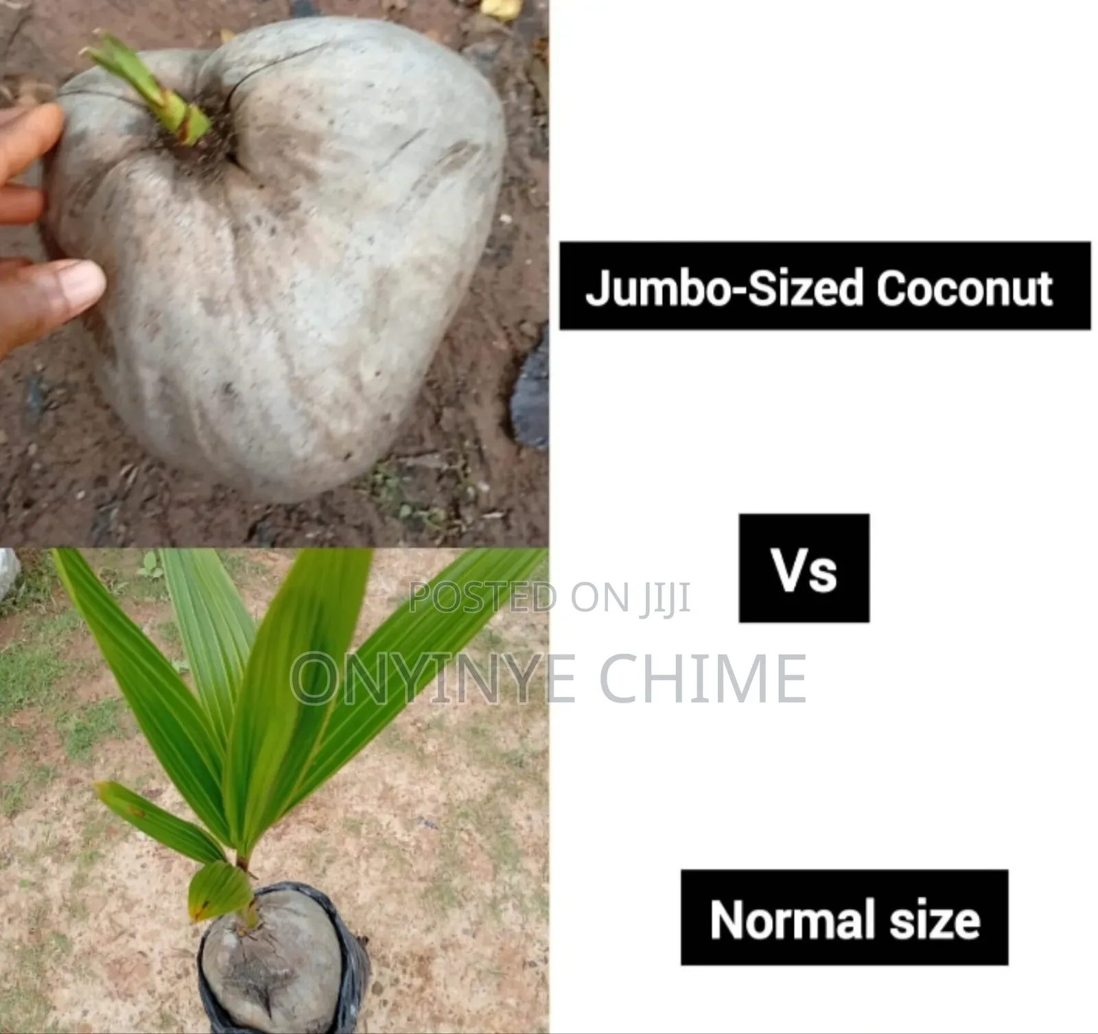 Jumbo Coconut Seedlings