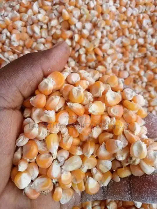 Cheapest Red Maize Deal Right Now