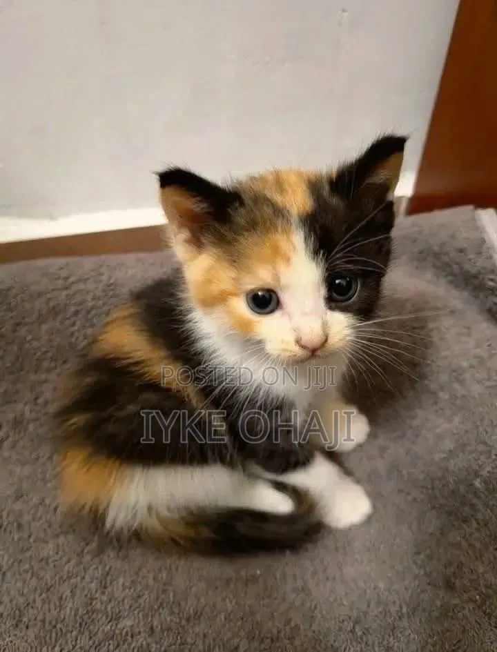 1-3 months Female Purebred American Shorthair