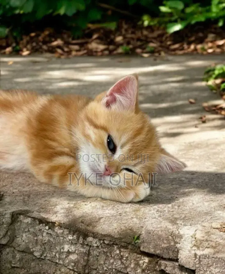1-3 months Female Purebred American Shorthair