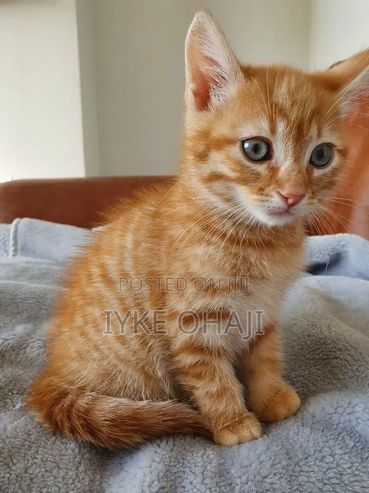 1-3 months Female Purebred American Shorthair