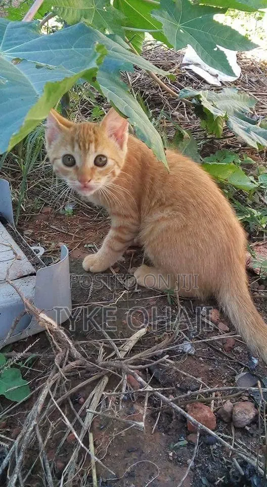 1-3 months Female Purebred American Shorthair