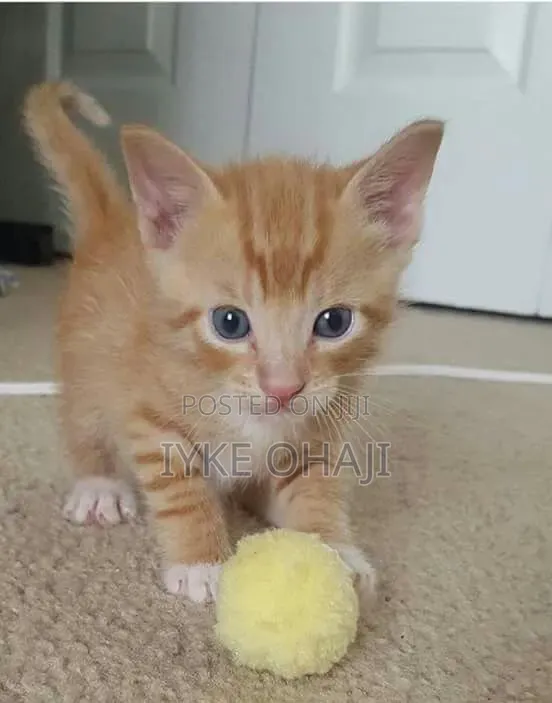 1-3 months Male Purebred American Shorthair