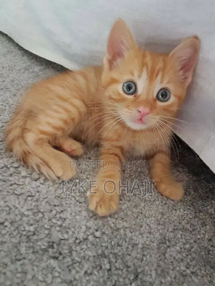 1-3 months Male Purebred American Shorthair
