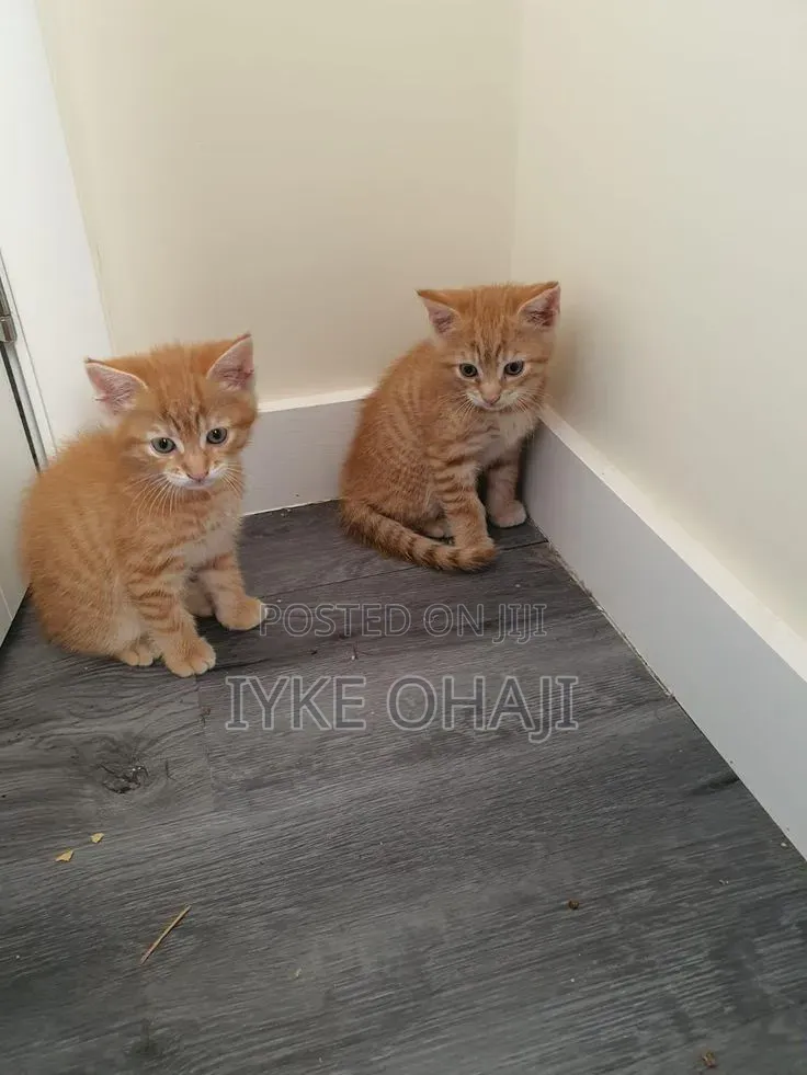 1-3 months Male Purebred American Shorthair