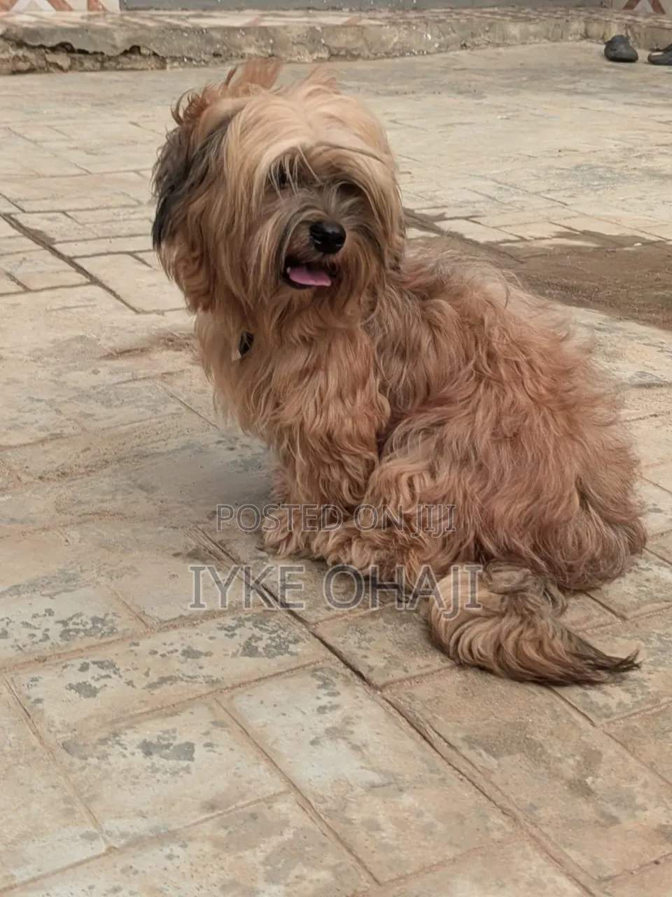 1+ year Female Purebred Lhasa Apso