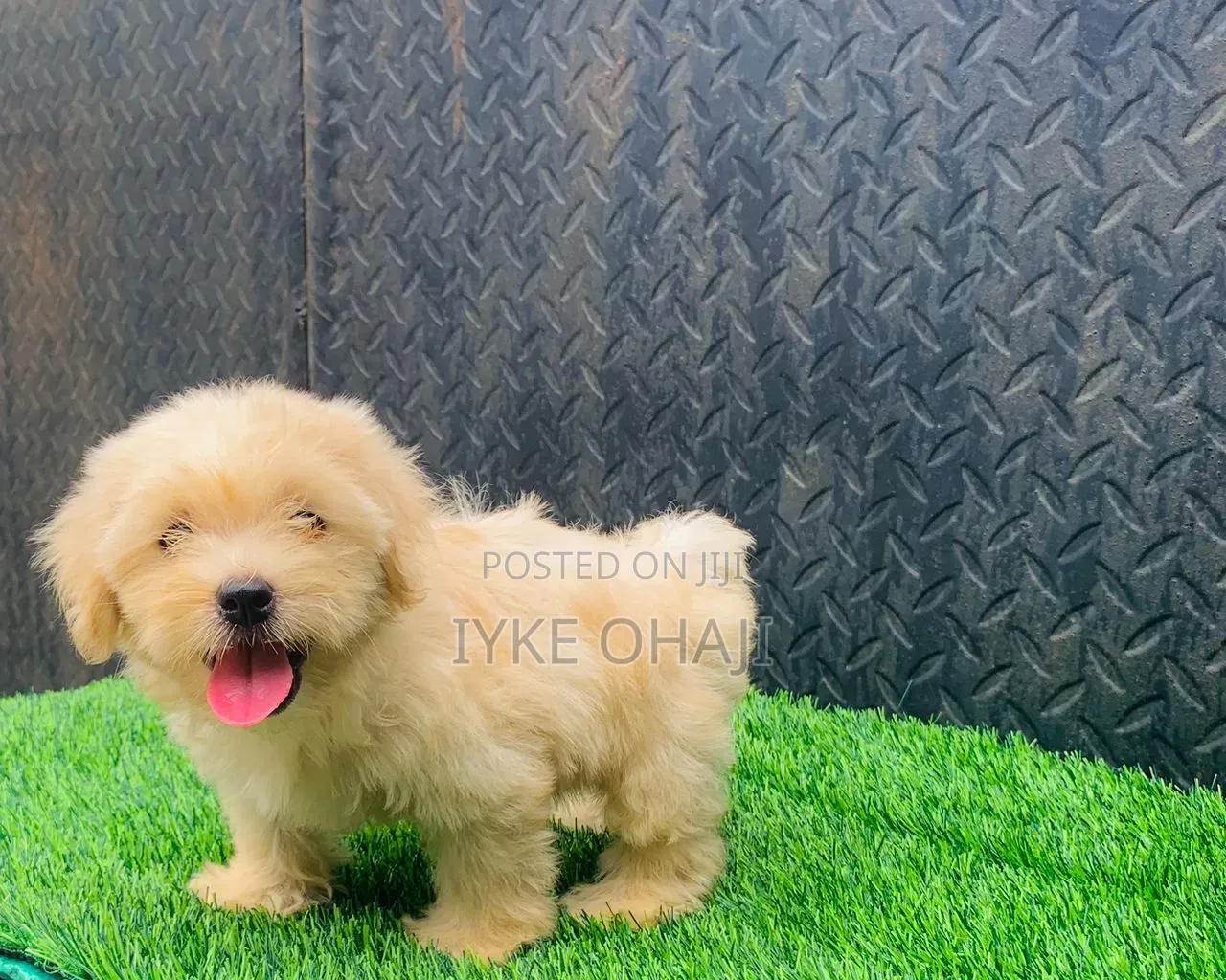 1-3 months Female Purebred Lhasa Apso