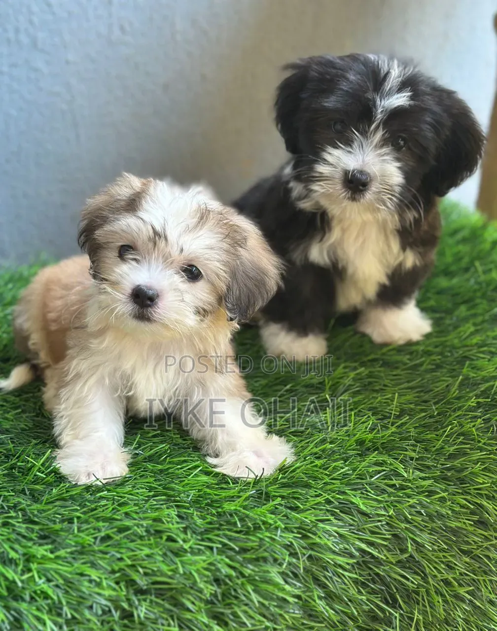 1-3 months Female Purebred Lhasa Apso
