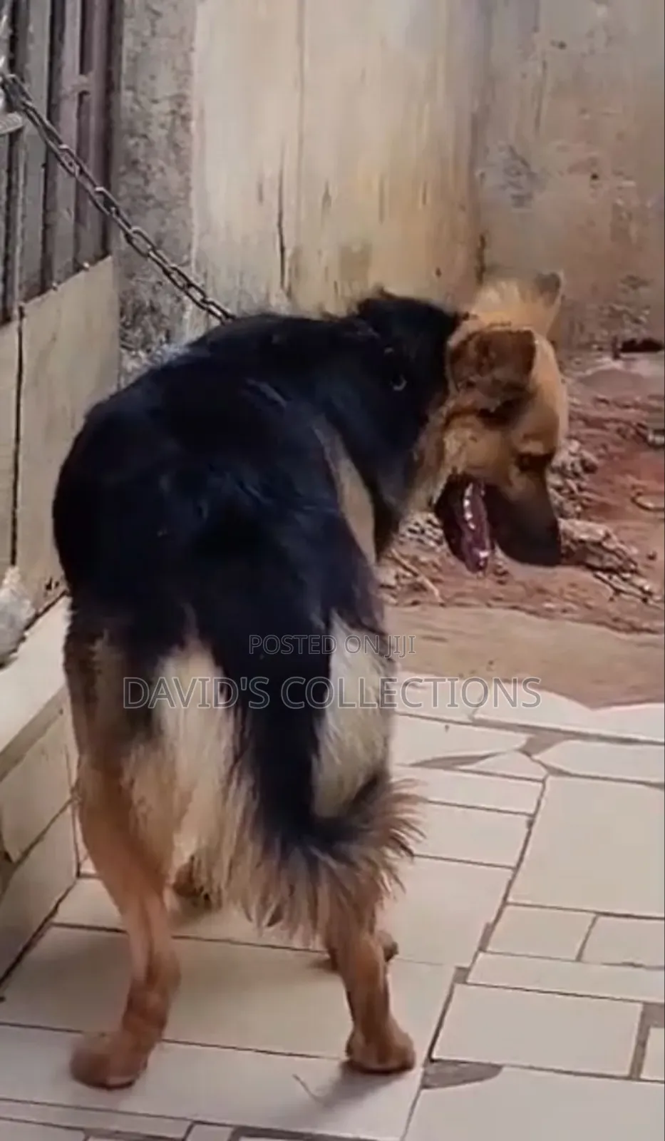 6-12 months Male Purebred German Shepherd
