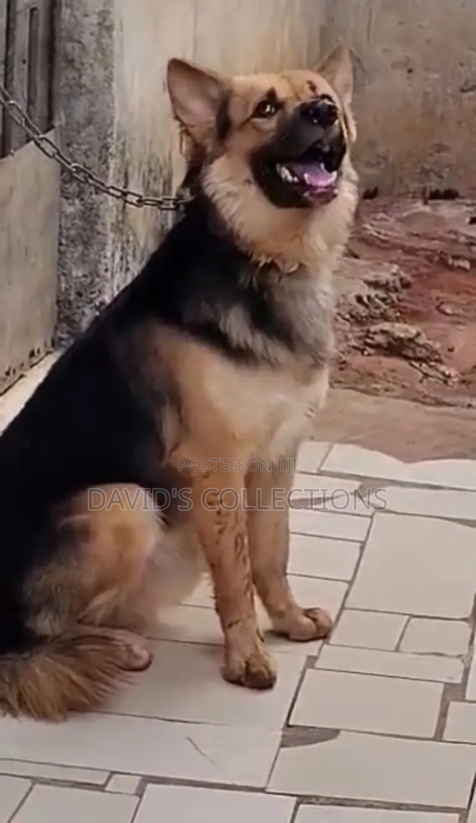 6-12 months Male Purebred German Shepherd
