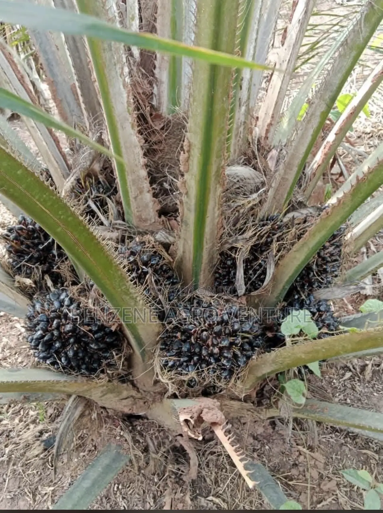Hybrid Supergene Palm Seeds and Polythene Bags.
