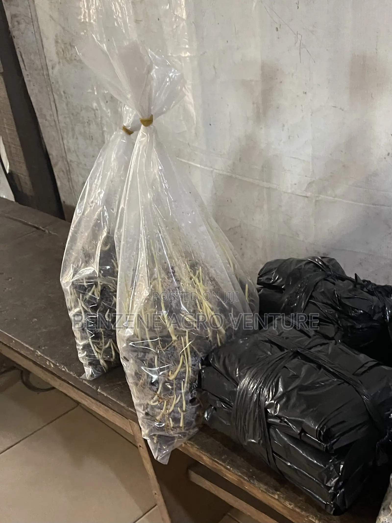 Hybrid Supergene Palm Seeds and Polythene Bags.