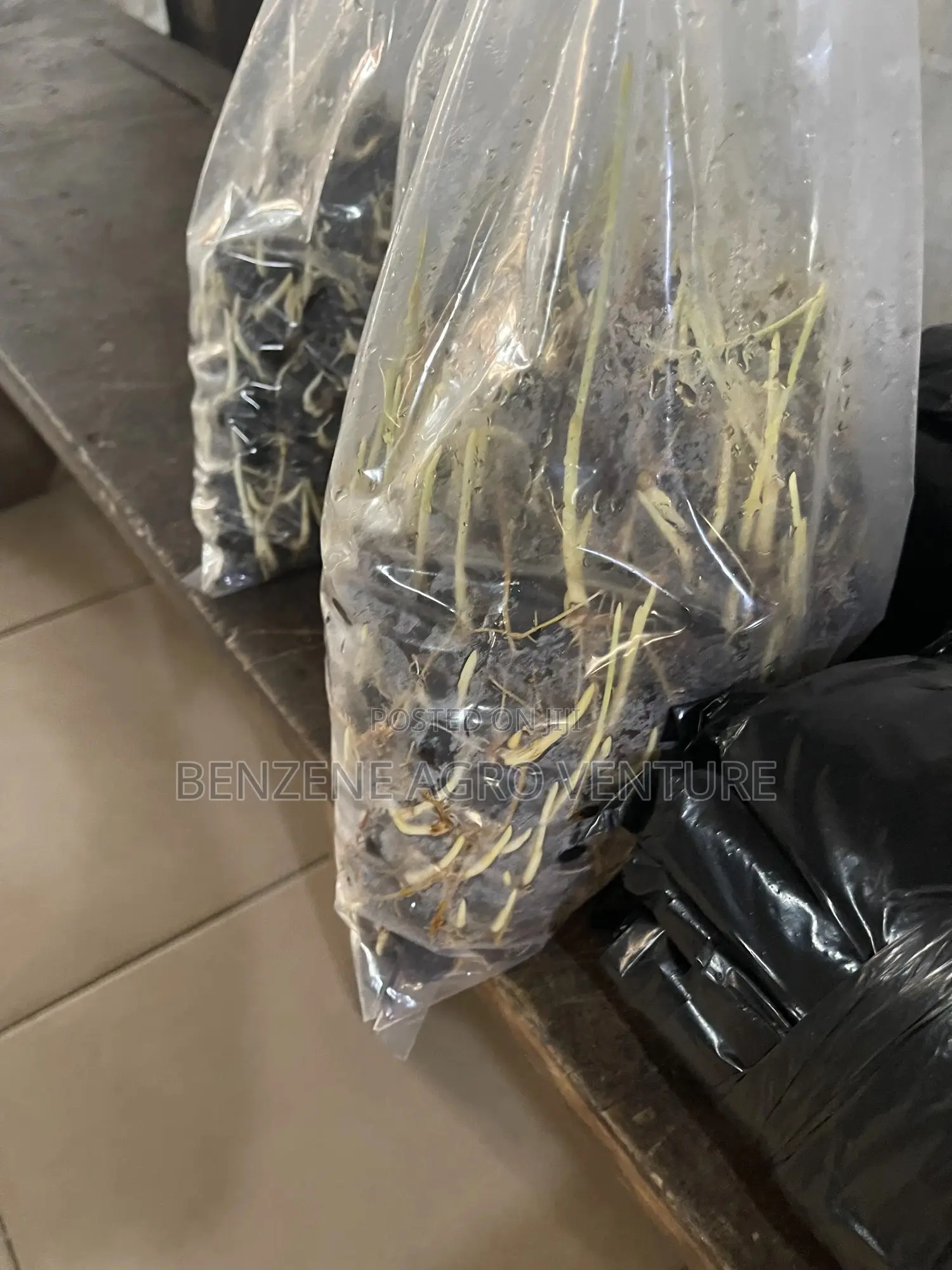 Hybrid Supergene Palm Seeds and Polythene Bags.
