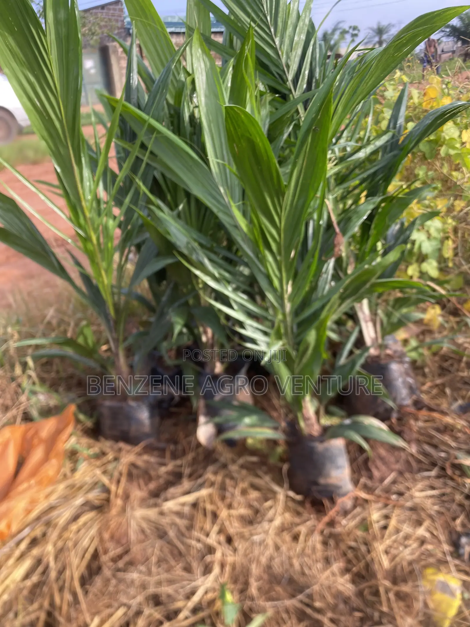 Tenera Palm Seedling.