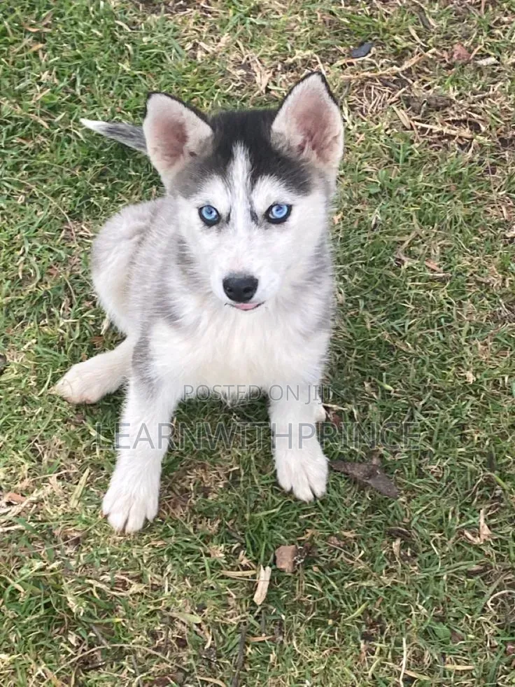 1-3 months Female Purebred Siberian Husky
