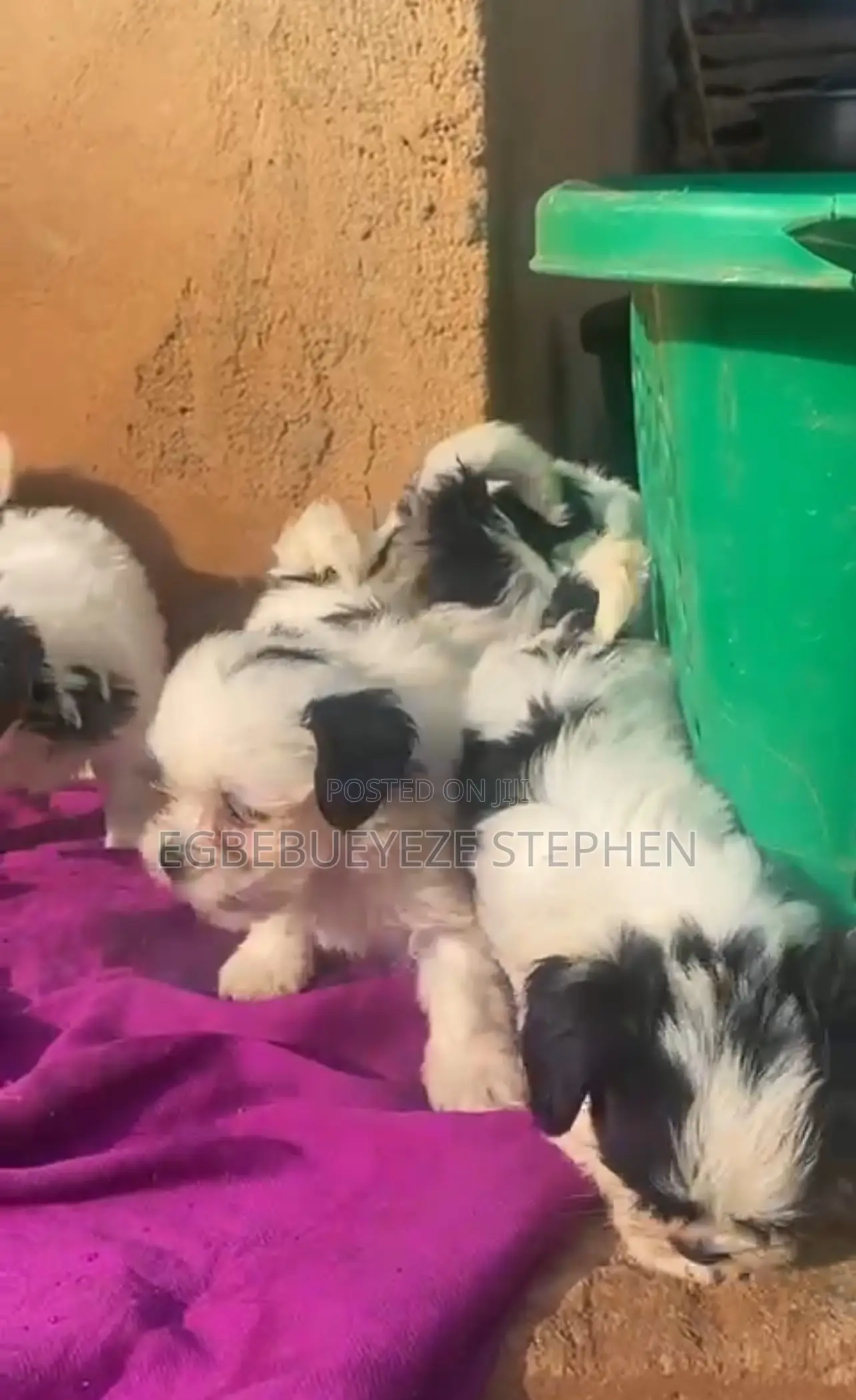 1-3 months Female Purebred Lhasa Apso