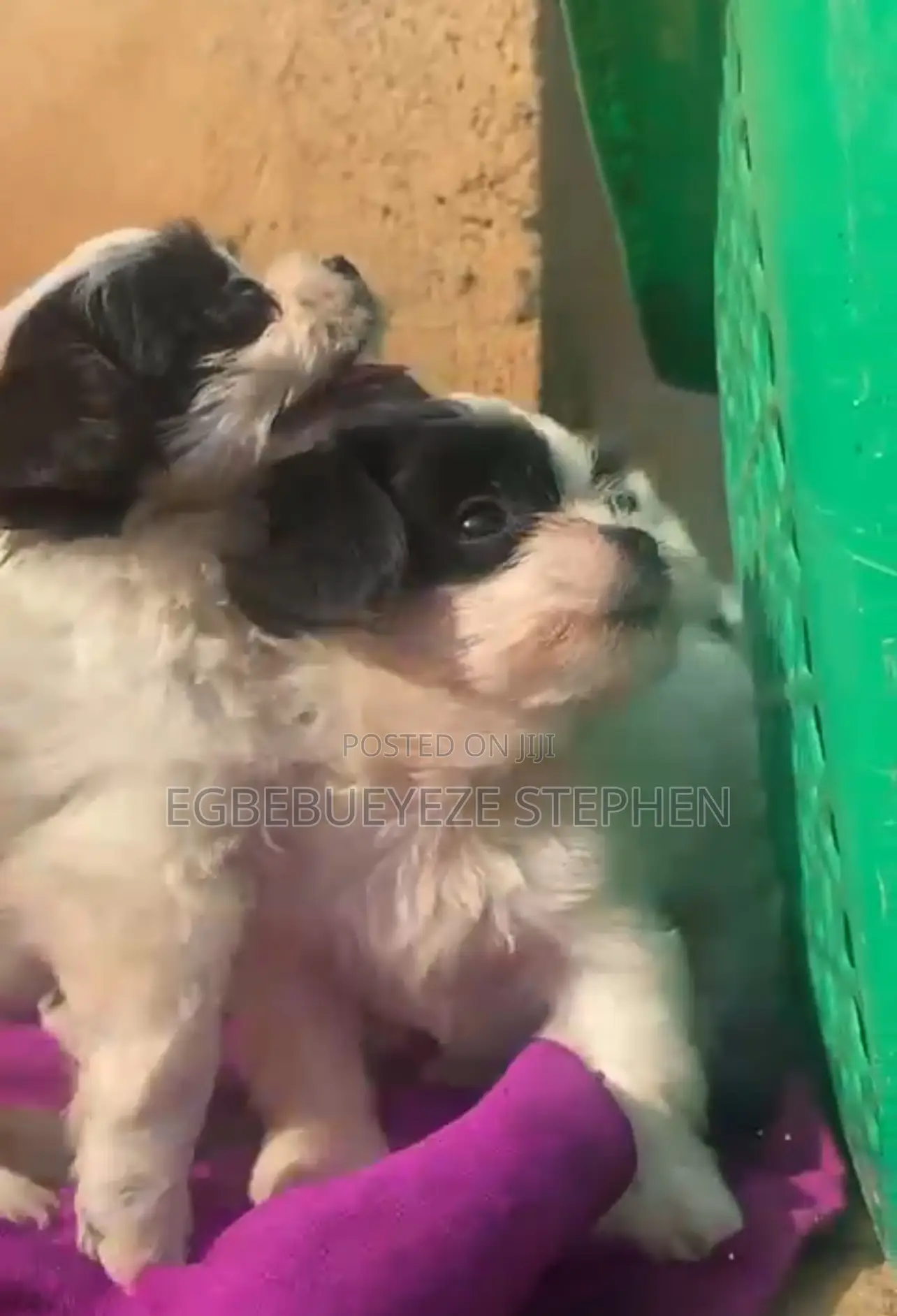 1-3 months Female Purebred Lhasa Apso