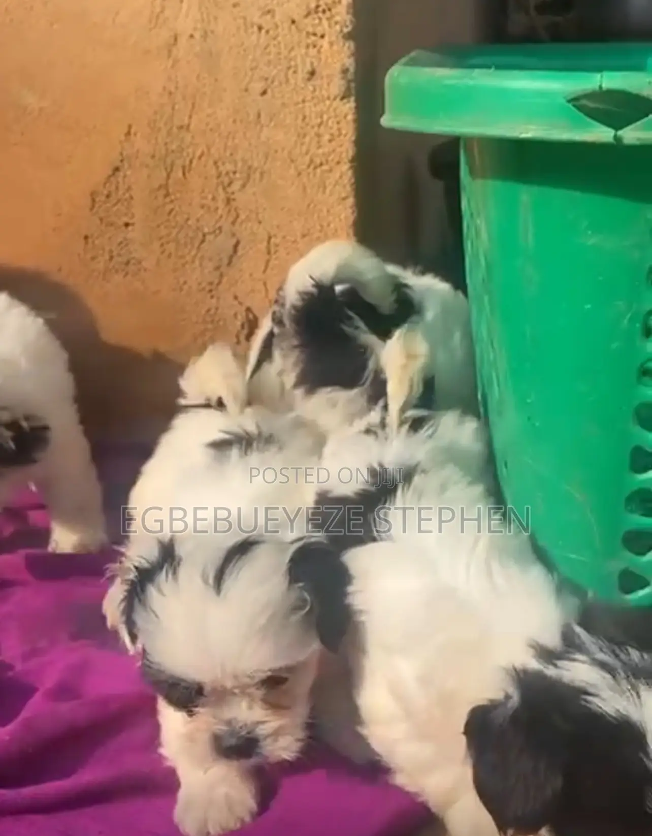1-3 months Female Purebred Lhasa Apso