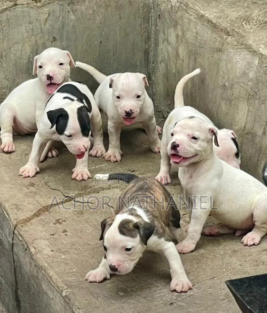 1-3 months Female Purebred American Pit Bull Terrier