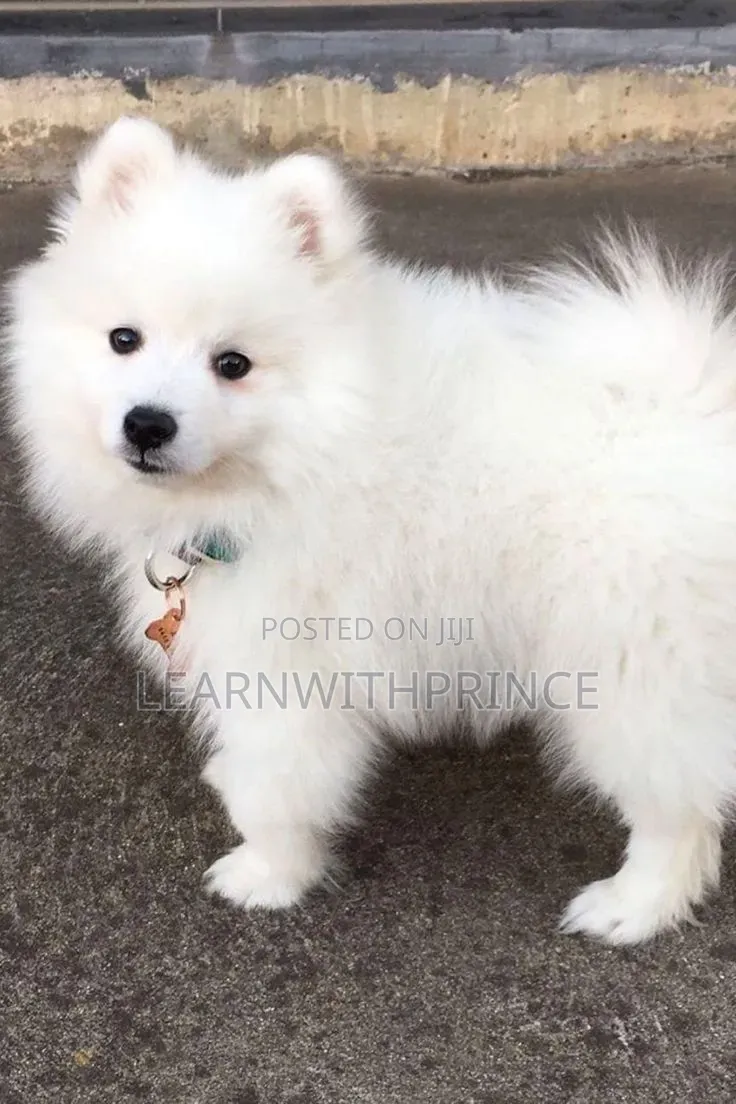 1-3 months Male Purebred American Eskimo