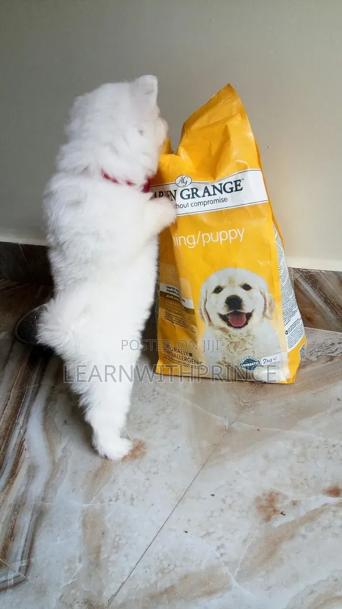 1-3 months Female Purebred American Eskimo