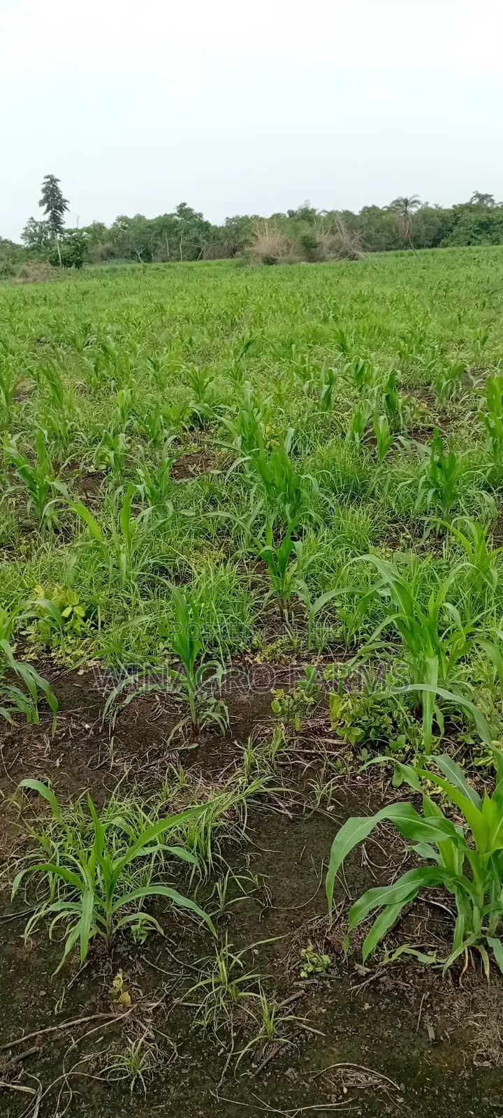28 Acres Rural Land For Farming
