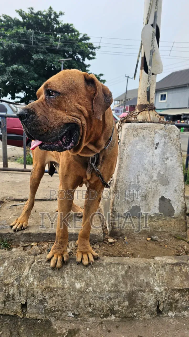 1-3 months Male Purebred Boerboel