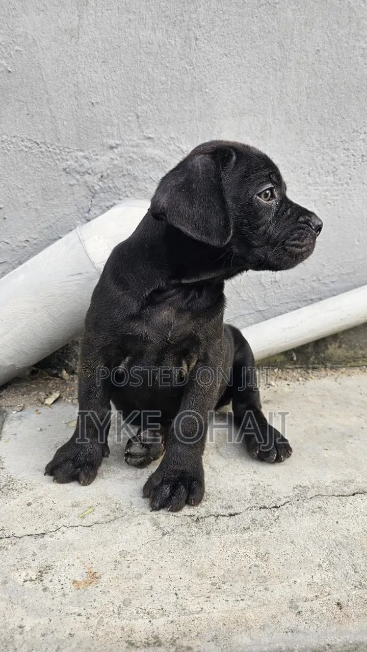 1-3 months Male Purebred Cane Corso