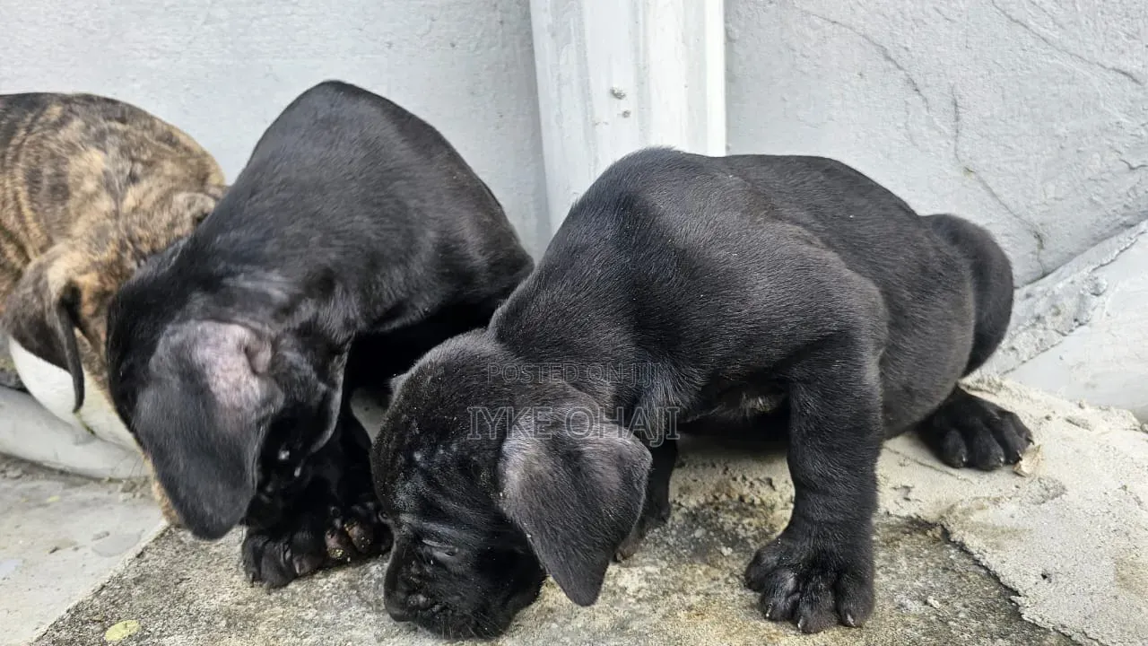 1-3 months Male Purebred Cane Corso
