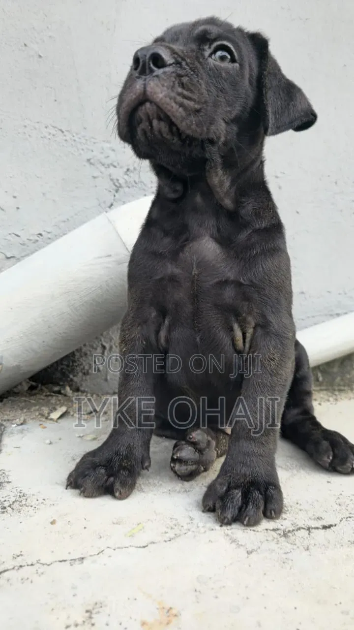 1-3 months Male Purebred Cane Corso