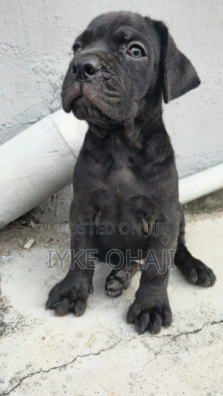 1-3 months Male Purebred Cane Corso