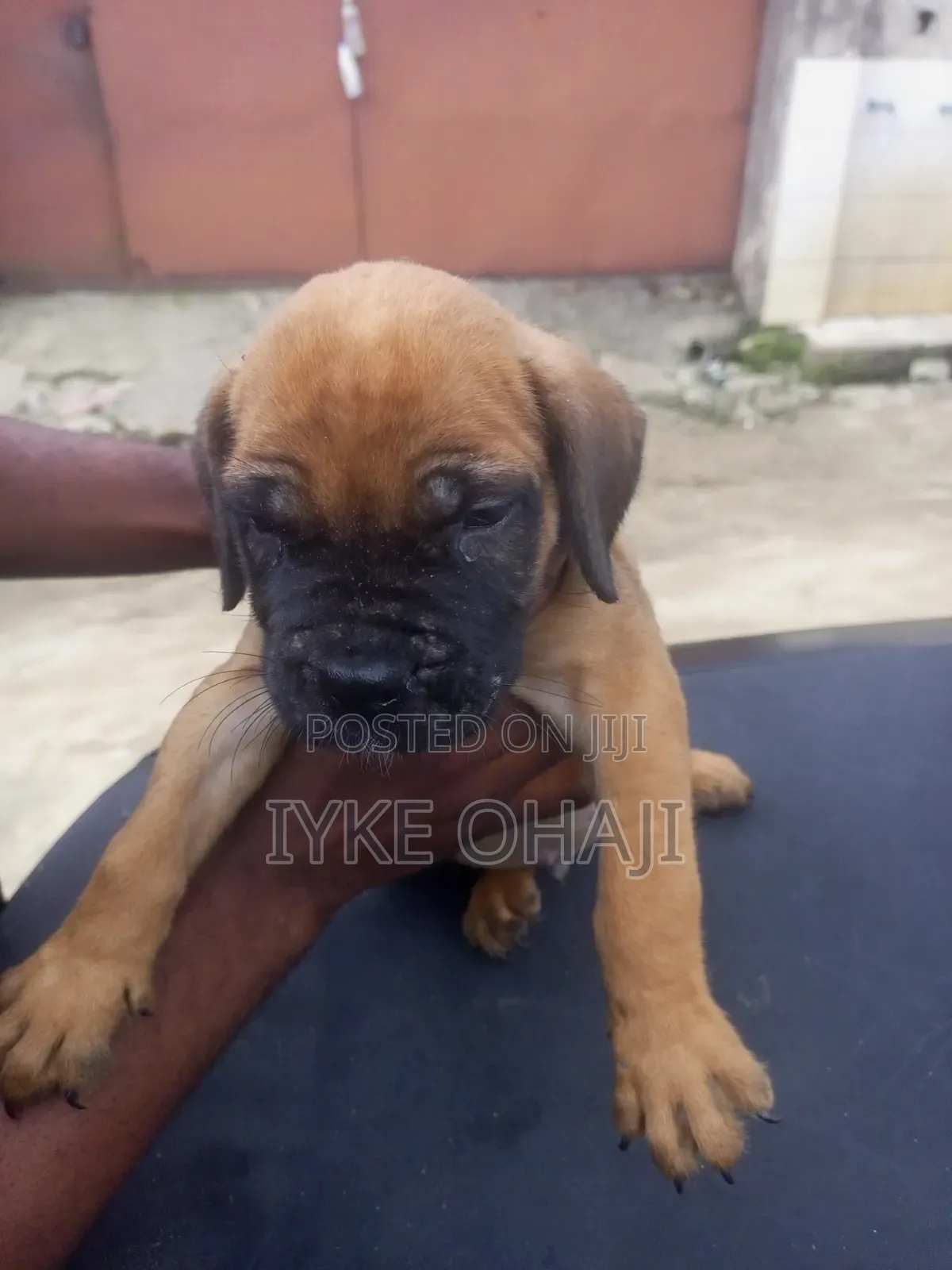 1-3 months Male Purebred Boerboel